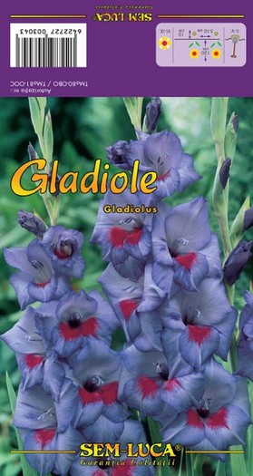 Gladiolus4 - gladiole