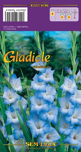 Gladiolus9 - gladiole