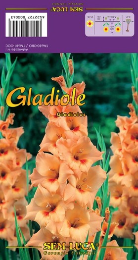 Gladiolus10 - gladiole