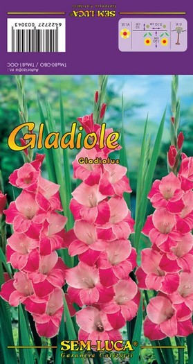 Gladiolus14 - gladiole