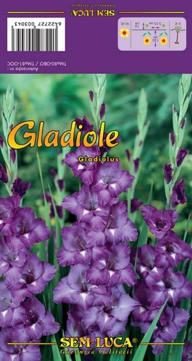Gladiolus15 - gladiole