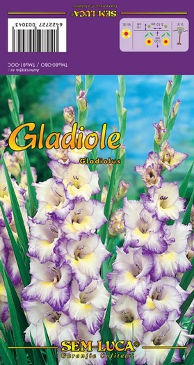 Gladiolus16 - gladiole