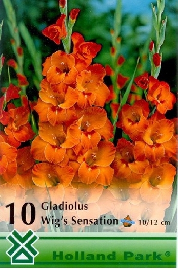 GladiWigsSens - gladiole
