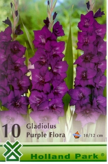 GladPurpleFlora - gladiole