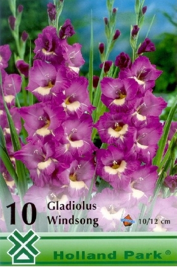 GladWindsong - gladiole