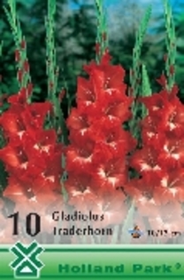 Z92_mini - gladiole