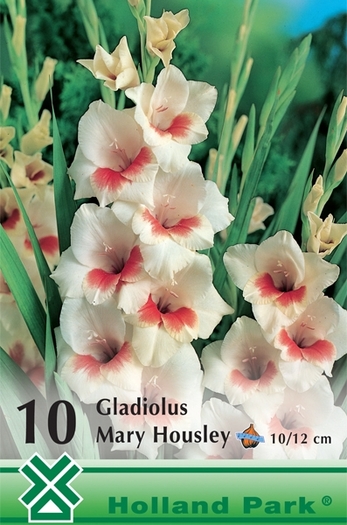 Z85 - gladiole