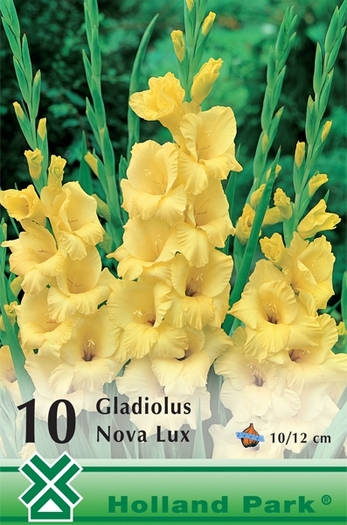 Z86 - gladiole