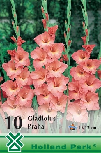 Z89 - gladiole