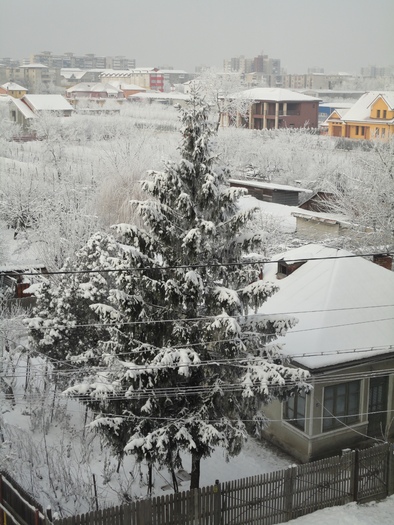 Bradul vecinei - Balcon 2011-2012