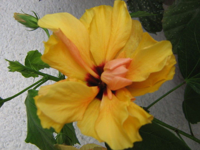 floare hibi portocaliu
