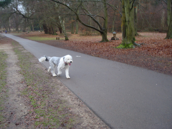 DSC06242 - PARCUL VIRGINIA WATER