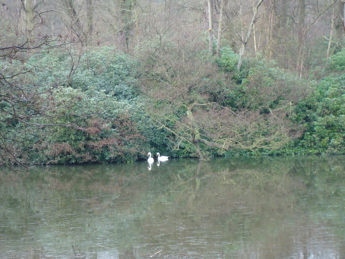 DSC06251 - PARCUL VIRGINIA WATER