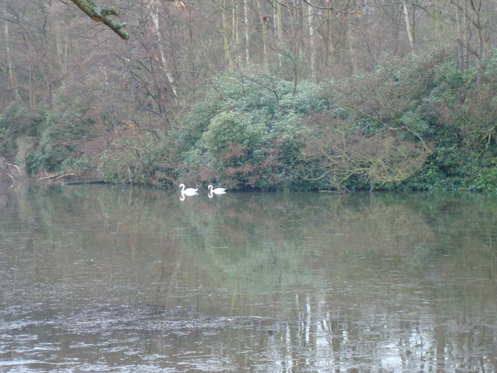 DSC06254 - PARCUL VIRGINIA WATER