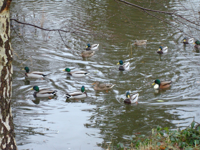 DSC06256 - PARCUL VIRGINIA WATER