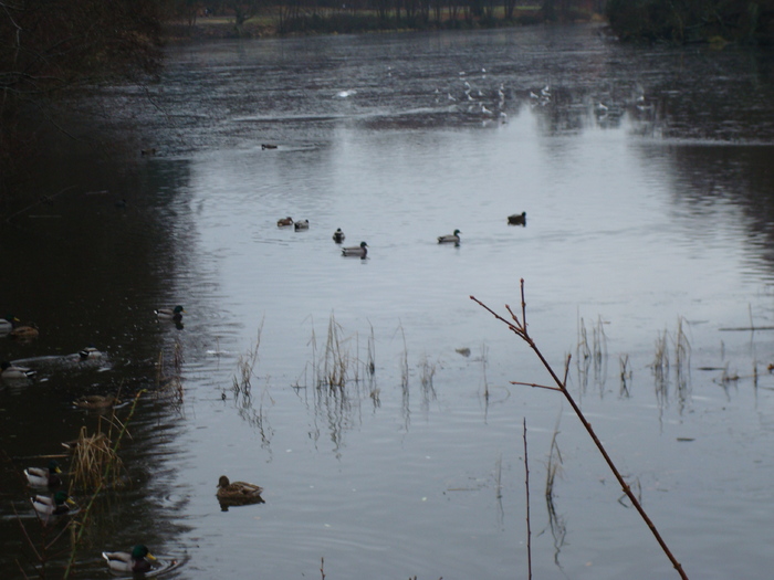 DSC06259 - PARCUL VIRGINIA WATER