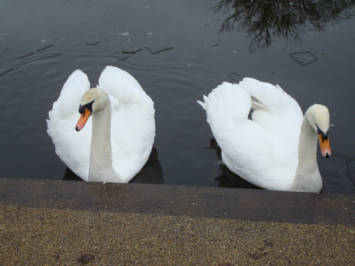 DSC06261 - PARCUL VIRGINIA WATER