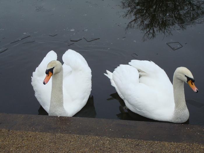 DSC06262 - PARCUL VIRGINIA WATER