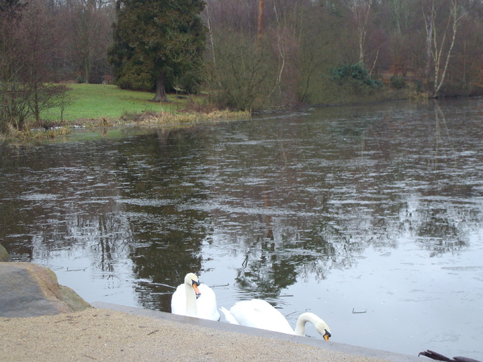 DSC06263 - PARCUL VIRGINIA WATER