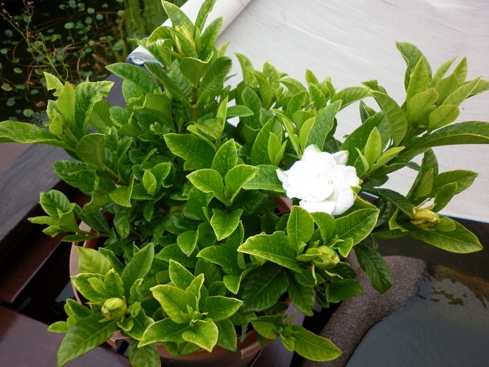 gardenia nr 3  /  11.01.11