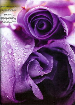 trandafiri-mov - Purple pictures