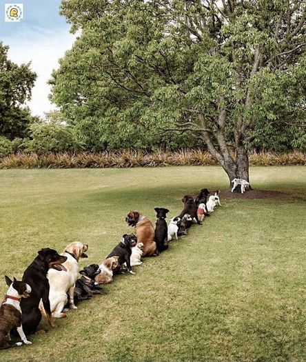 poze-amuzante-caini-stand-la-coada-pentru-pisu[1]