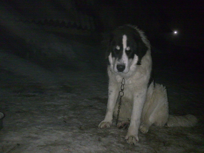 Molda; Varsta:8 luni
