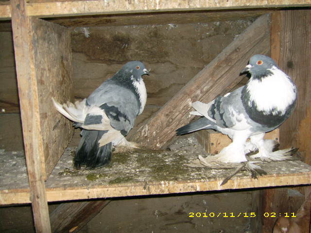 PER. albastrii 2007 - gusati pomeranieni de vanzare