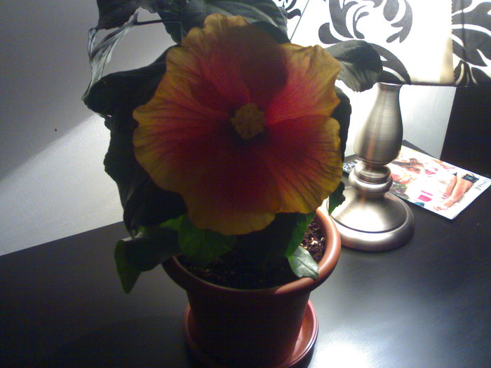 Frumusete 2011 - Hibiscus