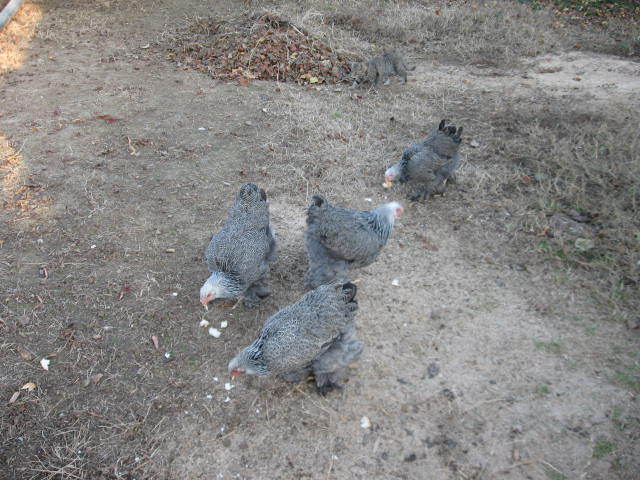 Gaini Brahma Herminat Inchis