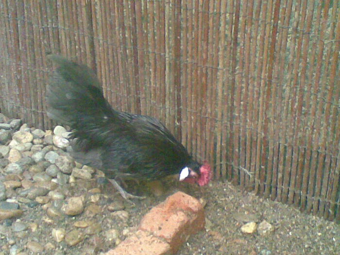 kep 014 - 5-gaini-pitice- Black Bantam