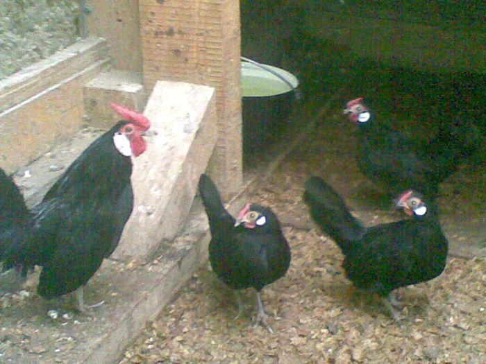 kep 015 - 5-gaini-pitice- Black Bantam