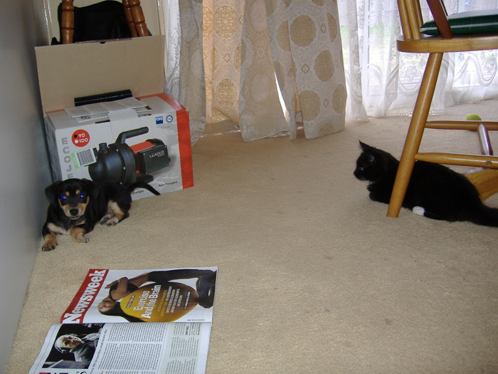 Lili & Didina. Lili in casa noua.; Lili in prima ei zi, in casa noua.
