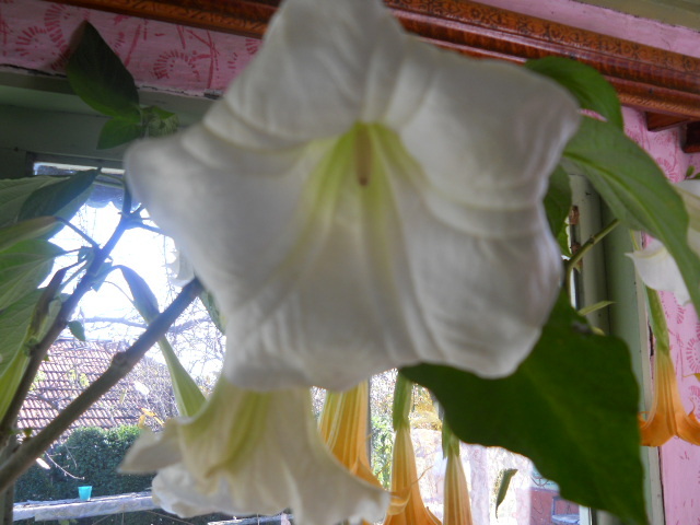 brugmansia - 8  toamna 2010