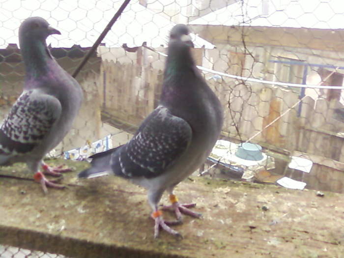 3 (4) - porumbei februarie 2011