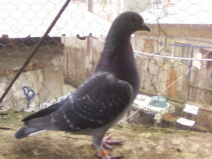 3 (9) - porumbei februarie 2011