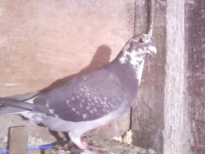 3 (14) - porumbei februarie 2011