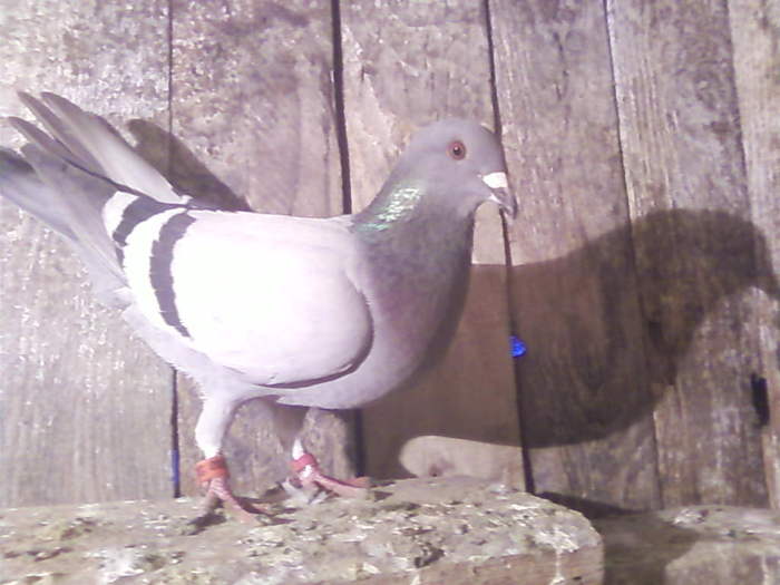 3 (20) - porumbei februarie 2011