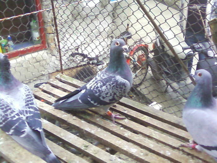 3 (21) - porumbei februarie 2011