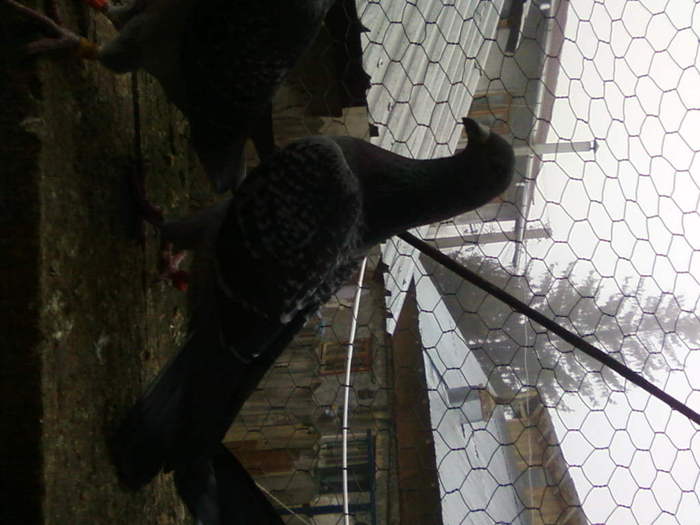 3 (23) - porumbei februarie 2011