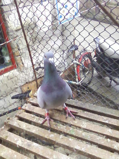3 (31) - porumbei februarie 2011