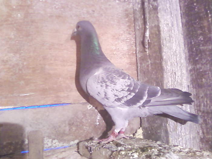 3 (32) - porumbei februarie 2011