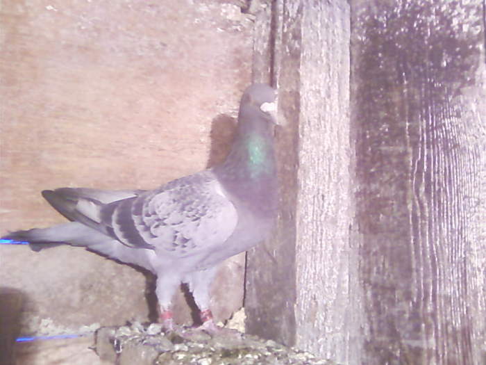 3 (34) - porumbei februarie 2011