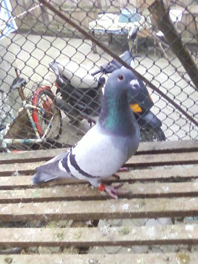 3 (35) - porumbei februarie 2011