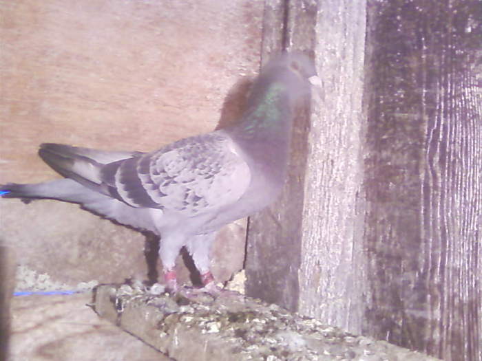 3 (36) - porumbei februarie 2011