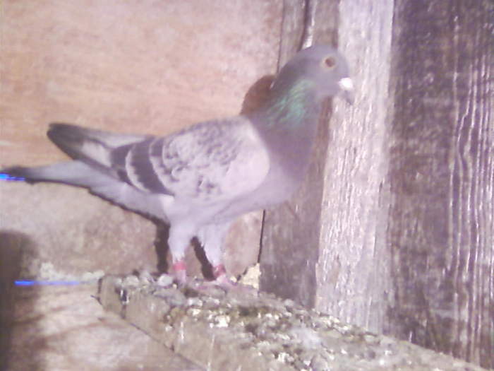 3 (38) - porumbei februarie 2011