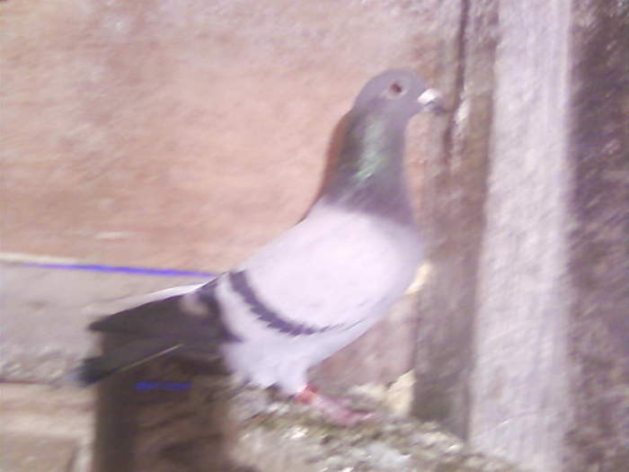 2 (10) - porumbei februarie 2011