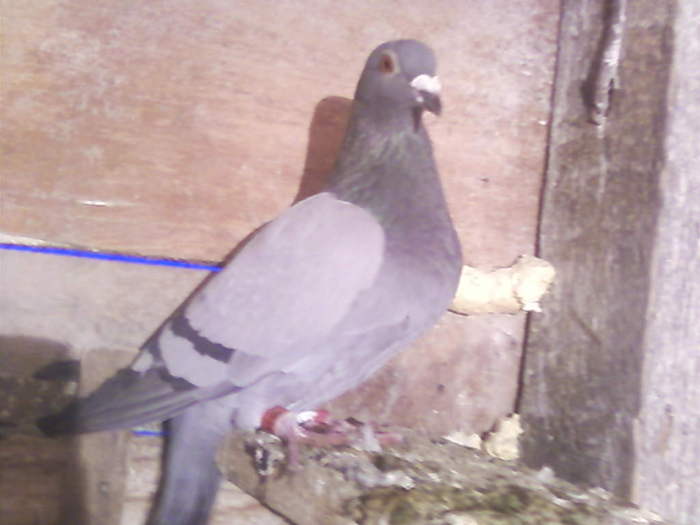 2 (12) - porumbei februarie 2011