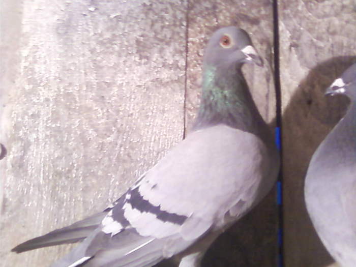 2 (13) - porumbei februarie 2011