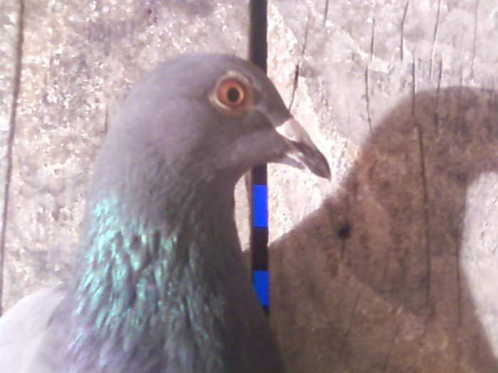 2 (14) - porumbei februarie 2011